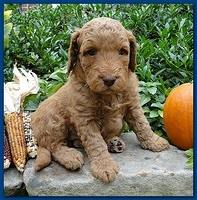 Gizzie Ripley puppies 4 weeks old 004