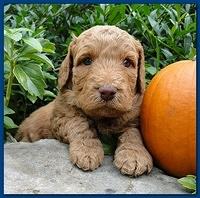 Gizzie Ripley puppies 4 weeks old 005