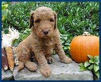 Gizzie Ripley puppies 4 weeks old 006
