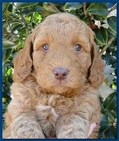 Gizzie Ripley puppies 5 weeks old 003