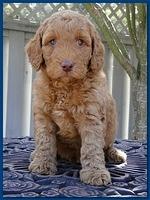 Gizzie Ripley puppies 5 weeks old 005