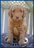 Gizzie Ripley puppies 5 weeks old 006