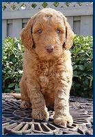 Gizzie Ripley puppies 5 weeks old 008