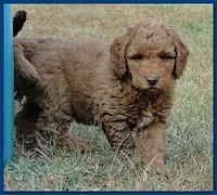 Gizzie Ripley puppies 6.5 weeks old 008
