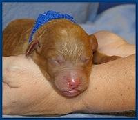 Roo Ripley puppies 1 day old 040