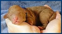 Roo Ripley puppies 1 day old 041
