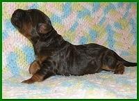 Gizzie Ripley puppies 1 week old 044