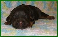 Gizzie Ripley puppies 1 week old 047