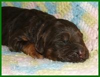 Gizzie Ripley puppies 1 week old 051