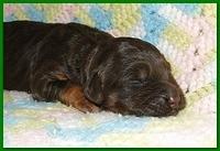 Gizzie Ripley puppies 1 week old 052