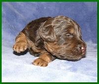 Gizzie Ripley puppies 2 weeks old 038