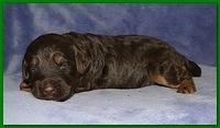 Gizzie Ripley puppies 2 weeks old 039