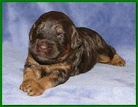 Gizzie Ripley puppies 2 weeks old 045