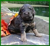 Gizzie Ripley puppies 3 weeks old 056