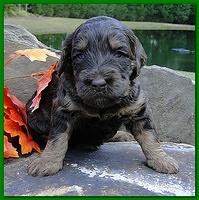 Gizzie Ripley puppies 3 weeks old 057