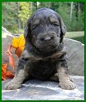 Gizzie Ripley puppies 3 weeks old 059