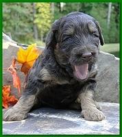 Gizzie Ripley puppies 3 weeks old 060