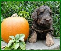 Gizzie Ripley puppies 4 weeks old 052
