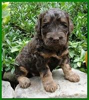 Gizzie Ripley puppies 4 weeks old 057
