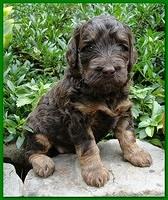 Gizzie Ripley puppies 4 weeks old 058