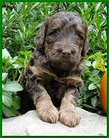 Gizzie Ripley puppies 4 weeks old 062