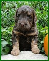 Gizzie Ripley puppies 4 weeks old 064