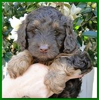 Gizzie Ripley puppies 5 weeks old 063