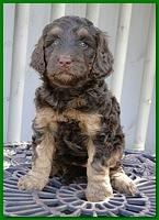 Gizzie Ripley puppies 5 weeks old 069