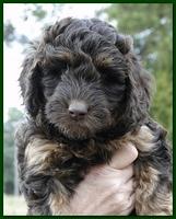 Gizzie Ripley puppies 6.5 weeks old 018