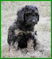 Gizzie Ripley puppies 6.5 weeks old 039