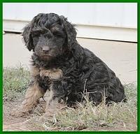 Gizzie Ripley puppies 6.5 weeks old 045