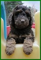 Gizzie Ripley puppies 6.5 weeks old 054