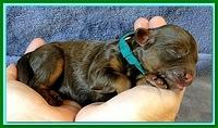 Roo Ripley puppies 1 day old 034