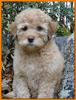 Ginger