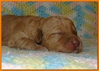 Gizzie Ripley puppies 1 week old 036