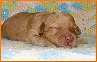 Gizzie Ripley puppies 1 week old 037