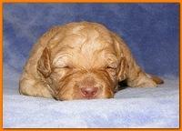 Gizzie Ripley puppies 2 weeks old 019