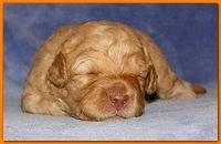 Gizzie Ripley puppies 2 weeks old 024