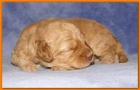 Gizzie Ripley puppies 2 weeks old 027