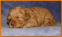 Gizzie Ripley puppies 2 weeks old 029