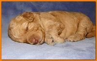 Gizzie Ripley puppies 2 weeks old 033