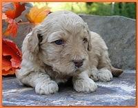 Gizzie Ripley puppies 3 weeks old 062