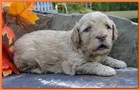 Gizzie Ripley puppies 3 weeks old 067