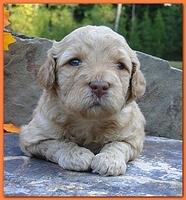 Gizzie Ripley puppies 3 weeks old 068