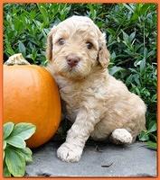 Gizzie Ripley puppies 4 weeks old 045