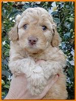 Gizzie Ripley puppies 5 weeks old 080