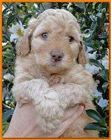 Gizzie Ripley puppies 5 weeks old 081