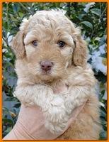 Gizzie Ripley puppies 5 weeks old 083