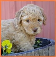 Gizzie Ripley puppies 6 weeks old 016