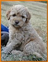 Gizzie Ripley puppies 6.5 weeks old 043